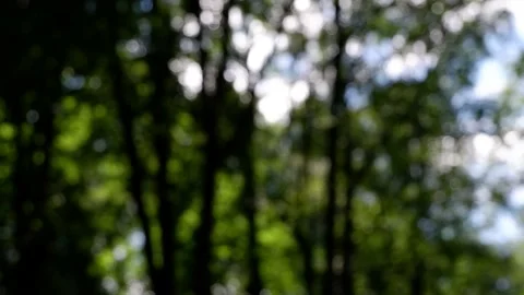 The branches of the moving trees are blurred.  Defocusing the background. Bokeh. Stock Footage 158985310