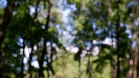 The branches of the moving trees are blurred. Defocusing the background. Bokeh. Stock Footage 159061567