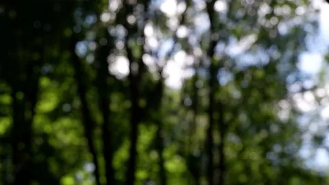 The branches of the moving trees are blurred. Defocusing the background. Bokeh. Stock Footage 159241718