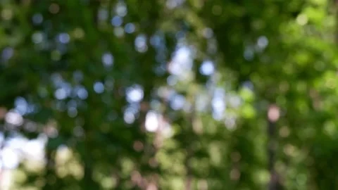 The branches of the moving trees are blurred. Defocusing the background. Bokeh. Video stock 159356598