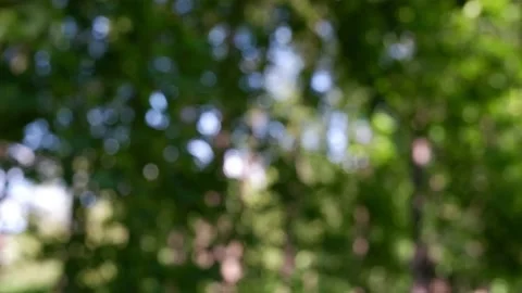 The branches of the moving trees are blurred. Defocusing the background. Bokeh. Video stock 159487996