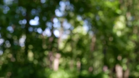 The branches of the moving trees are blurred.  Defocusing the background. Bokeh. Video stock 159663346