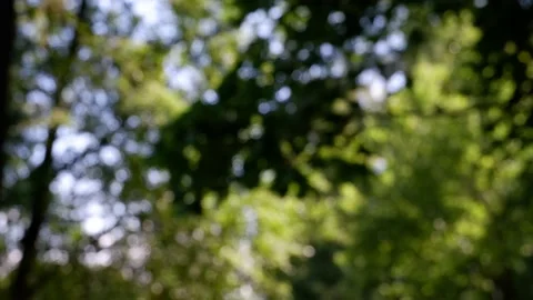 The branches of the moving trees are blurred. Defocusing the background. Bokeh. Video stock 159718638