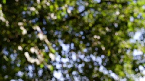 The branches of the moving trees are blurred. Defocusing the background. Bokeh. Video stock 159816233