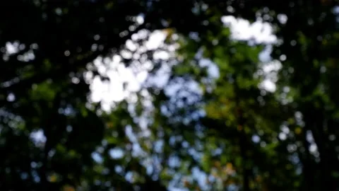 The branches of the moving trees are blurred. Defocusing the background. Bokeh. Stock Footage 161331955
