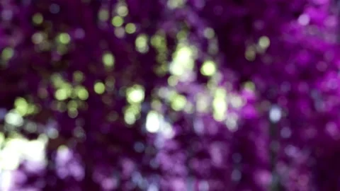 The branches of the moving trees are blurred. Defocusing the background. Bokeh. Stock Footage 167273286