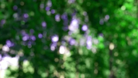 The branches of the moving trees are blurred.  Defocusing the background. Bokeh. Stock Footage 167366062