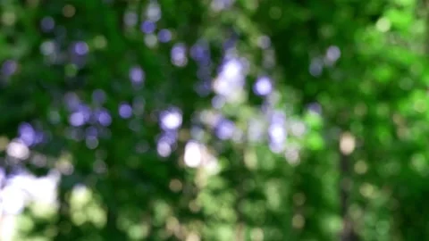 The branches of the moving trees are blurred.  Defocusing the background. Bokeh. Stock Footage 167605928