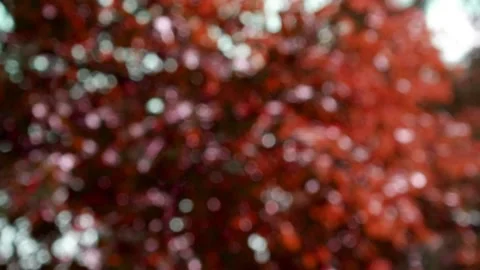 The branches of the moving trees are blurred. Defocusing the background. Bokeh. Stock Footage 167792703