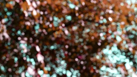 The branches of the moving trees are blurred.  Bokeh of tree leaves. Stock Footage 168821975