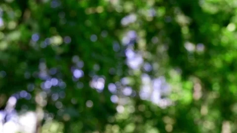 The branches of the moving trees are blurred. Defocusing the background. Bokeh. Stock Footage 169470623