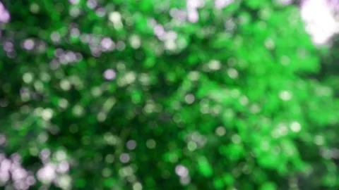 The branches of the moving trees are blurred. Defocusing the background. Bokeh. Stock Footage 169874607