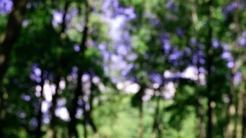 The branches of the moving trees are blurred. Defocusing the background. Bokeh. Stock Footage 170380526