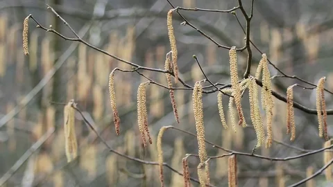 Branches moving in the wind in autumn. Stock Footage 72900952