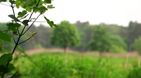 Branches moving in the wind in the background two trees 動画素材 66541840