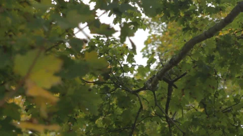 Branches moving in the wind Stock Footage 28677640