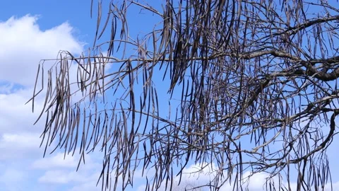 Branches Moving in the Wind Stock Footage 236238989
