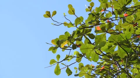 Branches Moving in The Wind, Tree On Blue Sky Stock-Footage 211798536