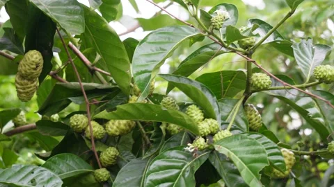 The branches of mulberry tree Stock Footage 316234507