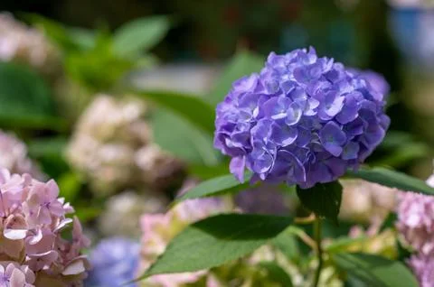Branches of multicolored blooming Hydrangea macrophylla Stock Photos