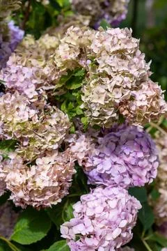 Branches of multicolored blooming Hydrangea macrophylla Stock Photos