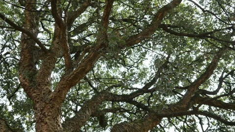 Branches on natural Cork Oak tree in rural Portugal Video stock 248446027