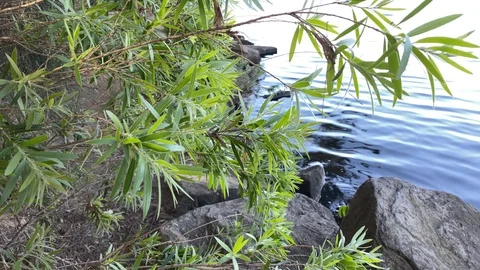 Branches in the nature Video stock 117883831