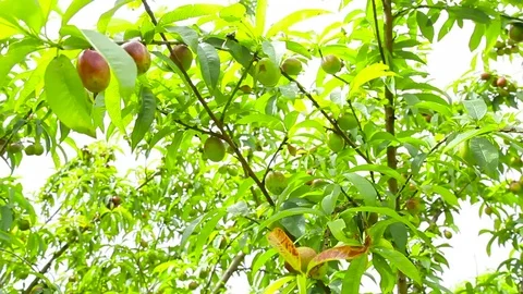 The branches of the nectarines tree with fruits Stock Footage 75283641