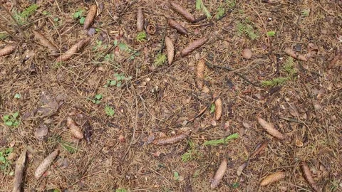 Branches with needles and cones on the ground in a coniferous forest 4k Stock Footage 179478380