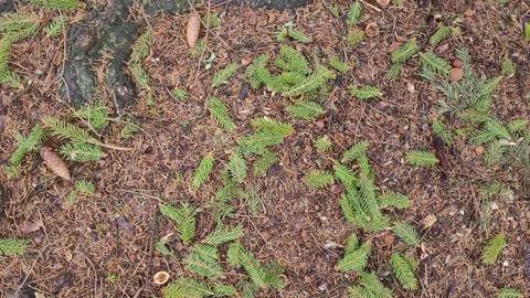 Branches with needles and cones on the ground in a coniferous forest 4k Stock-Footage 179478386