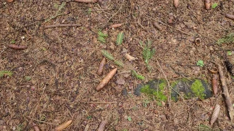 Branches with needles and cones on the ground in a coniferous forest 4k Video stock 179478624