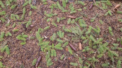 Branches with needles and cones on the ground in a coniferous forest 4k Stock Footage 179478858