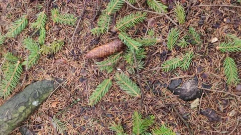 Branches with needles and cones on the ground in a coniferous forest 4k Stock Footage 179479590