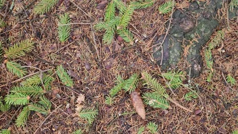 Branches with needles and cones on the ground in a coniferous forest 4k Video stock 179479599