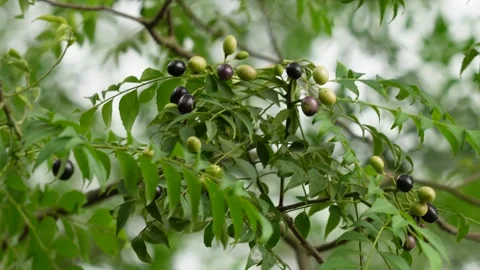 The branches of neem tree with small pods Stock Footage 311728803