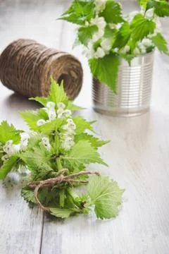 Branches of nettle Stock Photos