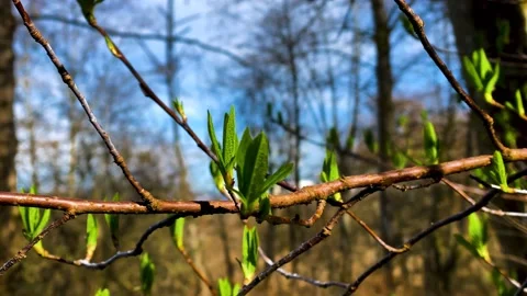 Branches with New Spring Leaves on Blue Sky Background Stock Footage 150077692