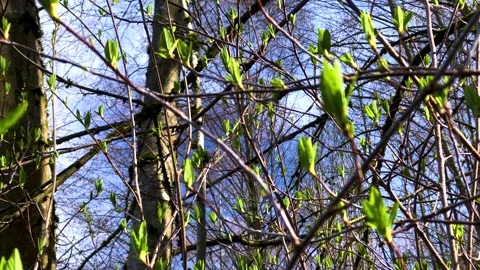 Branches with New Spring Leaves on Blue Sky Background Stock Footage 150077789