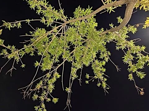 Branches at Night Foto stock