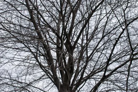 Branches with no leaves with sky Stock Photos