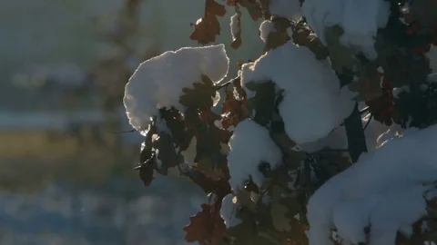 Branches with oak leaves are covered with a snow cap. Backlight. Snowing Stock Footage 85220041