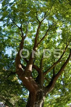 Branches of the oak Stock Photos