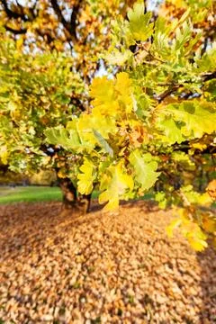 Branches of oak Foto stock