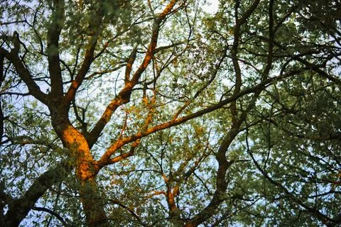 Branches of an oak at sunset Stock Photos
