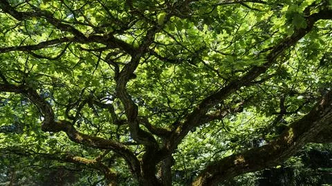 The branches of an oak tree form a wide crown Foto stock