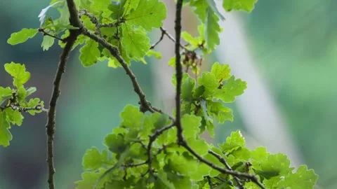Branches of an oak tree, leaves of an oak tree sway in the wind Stock Footage 286716483
