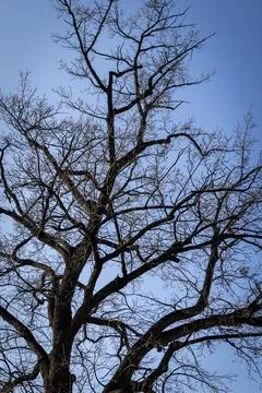 Branches of oak tree, without leaves against blue sky. Spring landscape Stock Photos