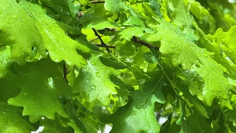 Branches of an oak tree with young green leaves illuminated by the sun. Video stock 315514863
