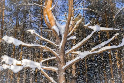 The branches of the oddly shaped pine covered with snow Stock Photos