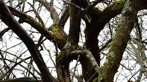 Branches of an old apple tree Stock Footage 119217258